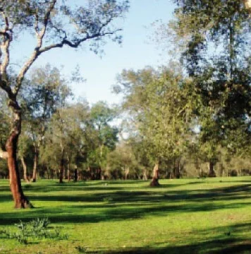 Forêt de Maâmora : l’ANEF dément tout abattage massif d’arbres Forêt de Maâmora : l’ANEF dément tout abattage massif d'arbres