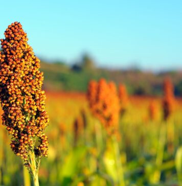 Le sorgho brésilien trouve un débouché au Maroc Le sorgho brésilien trouve un débouché au Maroc
