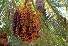 Cap sur 5 millions de palmiers-dattiers d’ici 2030 Cap sur 5 millions de palmiers-dattiers d’ici 2030