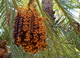 Cap sur 5 millions de palmiers-dattiers d’ici 2030 Cap sur 5 millions de palmiers-dattiers d’ici 2030