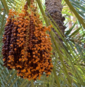 Cap sur 5 millions de palmiers-dattiers d’ici 2030 Cap sur 5 millions de palmiers-dattiers d’ici 2030