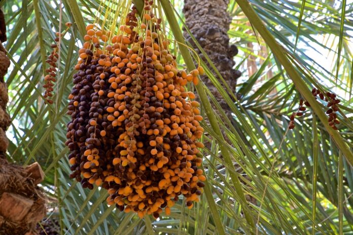 palmiers-dattier Cap sur 5 millions de palmiers-dattiers d’ici 2030