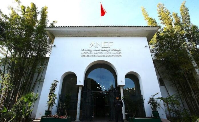 El Jadida : l’ANEF clarifie l’abattage d’eucalyptus à Sidi Mesbah