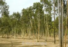 El Jadida : l’ANEF clarifie l’abattage d’eucalyptus à Sidi Mesbah El Jadida : l’ANEF clarifie l’abattage d’eucalyptus à Sidi Mesbah