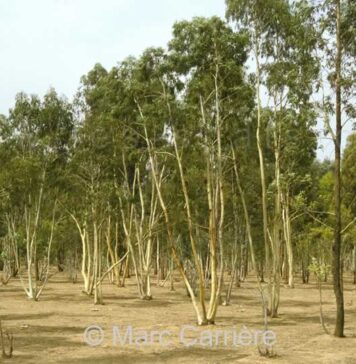 El Jadida : l’ANEF clarifie l’abattage d’eucalyptus à Sidi Mesbah El Jadida : l’ANEF clarifie l’abattage d’eucalyptus à Sidi Mesbah