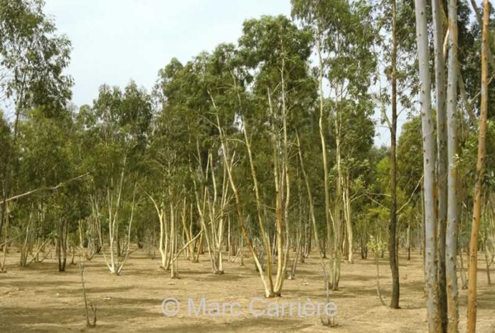 El Jadida : l’ANEF clarifie l’abattage d’eucalyptus à Sidi Mesbah